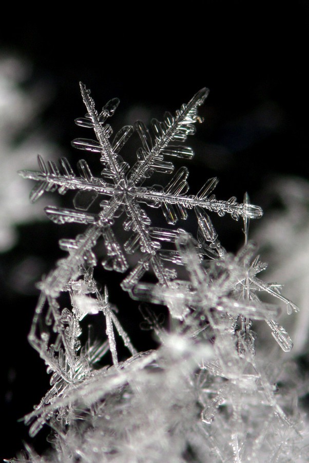 雪花最新，自然界的魅力与奇迹