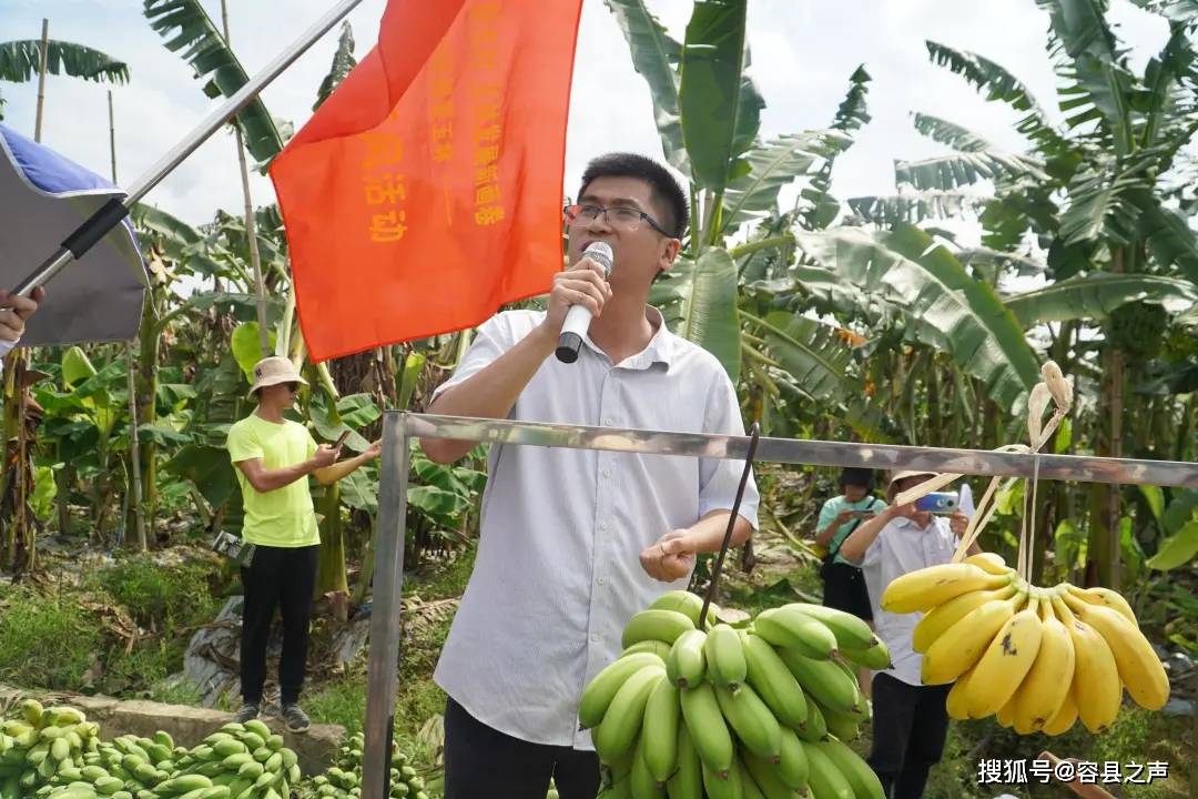 玉林小良姜最新价格动态及市场影响综述